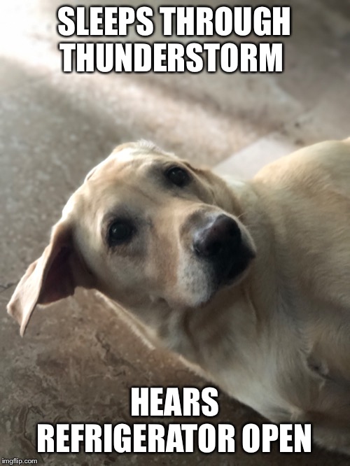 Food? | SLEEPS THROUGH THUNDERSTORM; HEARS REFRIGERATOR OPEN | image tagged in labrador | made w/ Imgflip meme maker