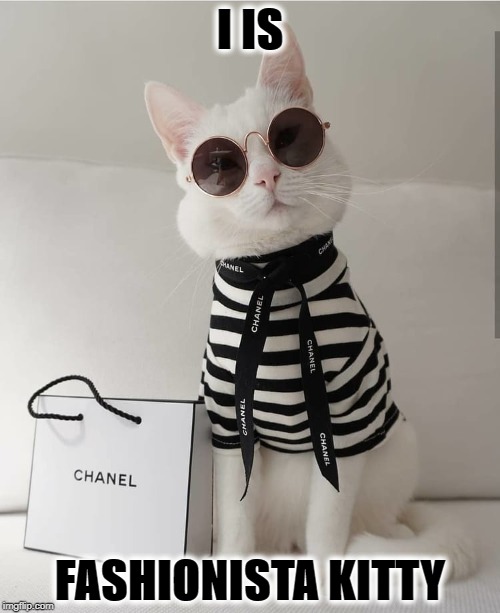 FASHION KITTY | I IS; FASHIONISTA KITTY | image tagged in fashion kitty | made w/ Imgflip meme maker