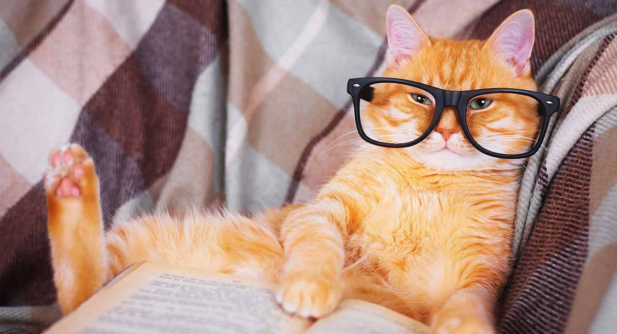 High Quality Smart cat Blank Meme Template