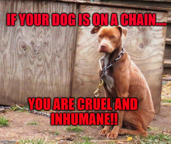 A dog on a chain is cruel and inhumane. | IF YOUR DOG IS ON A CHAIN.... YOU ARE CRUEL AND 
INHUMANE!! | image tagged in dog,dog on a chain,animal abuse,dog rescue,chain,chained | made w/ Imgflip meme maker