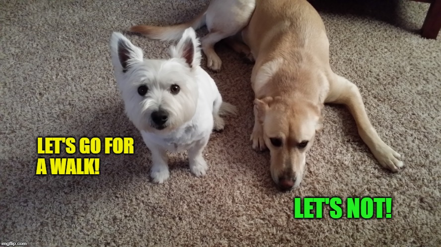 The Odd Couple | LET'S GO FOR
A WALK! LET'S NOT! | image tagged in man's best friend | made w/ Imgflip meme maker