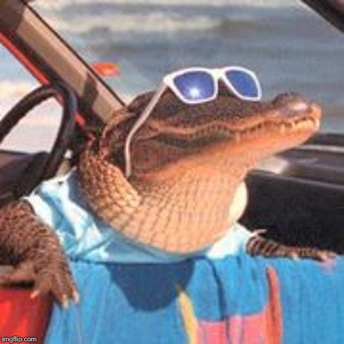 Cool Gator | image tagged in cool gator | made w/ Imgflip meme maker