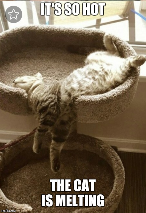 TOO HOT | IT'S SO HOT; THE CAT IS MELTING | image tagged in cats,cat,memes,funny,cute cat | made w/ Imgflip meme maker