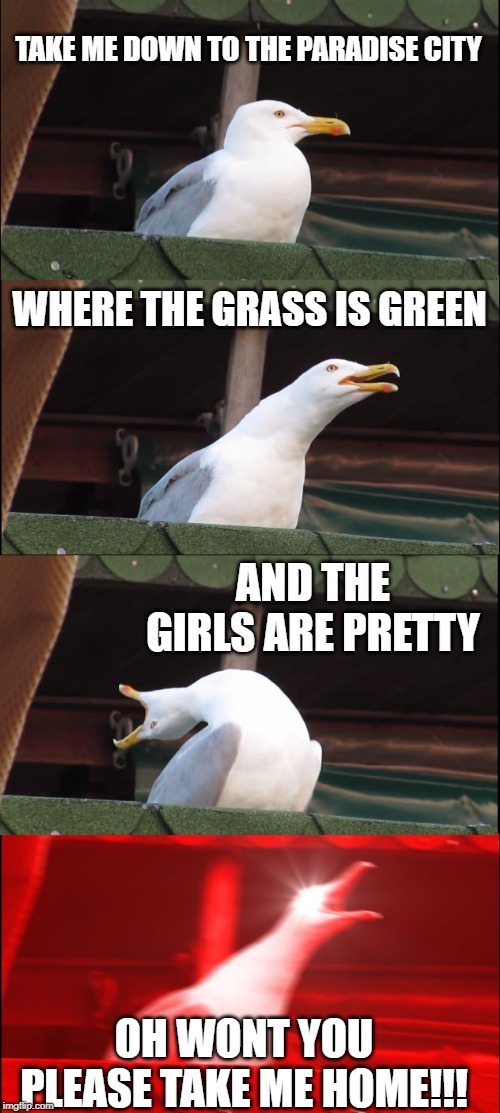 GNR | TAKE ME DOWN TO THE PARADISE CITY; WHERE THE GRASS IS GREEN; AND THE GIRLS ARE PRETTY; OH WONT YOU PLEASE TAKE ME HOME!!! | image tagged in memes,inhaling seagull | made w/ Imgflip meme maker