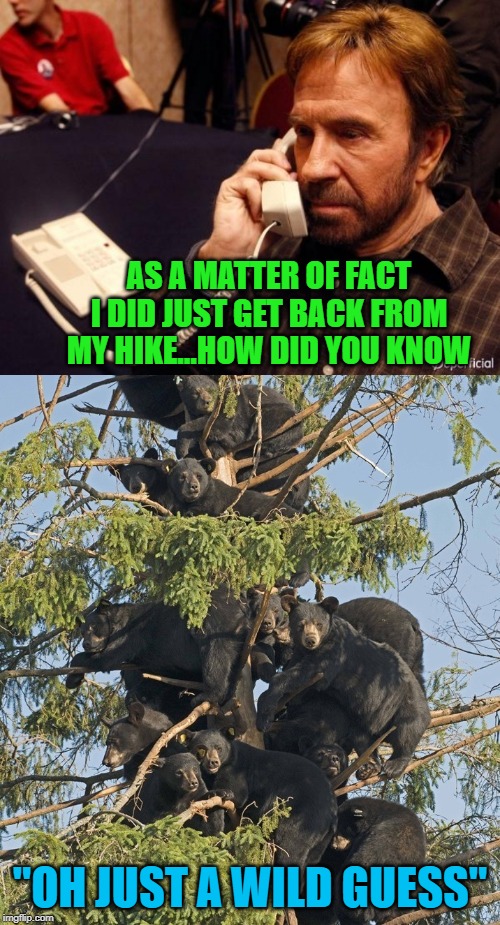 I'll bet he makes a lot of bears shit in the woods too | AS A MATTER OF FACT I DID JUST GET BACK FROM MY HIKE...HOW DID YOU KNOW; "OH JUST A WILD GUESS" | image tagged in memes,chuck norris phone,hiking,bears,funny,chuck norris | made w/ Imgflip meme maker