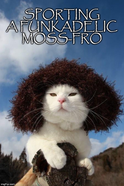 Eco Hip Kitty | SPORTING A FUNKADELIC MOSS-FRO | image tagged in cat,moss,afro,sporting | made w/ Imgflip meme maker