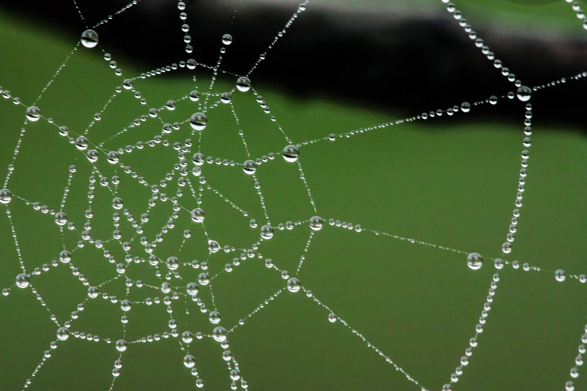 Spider Web Blank Meme Template