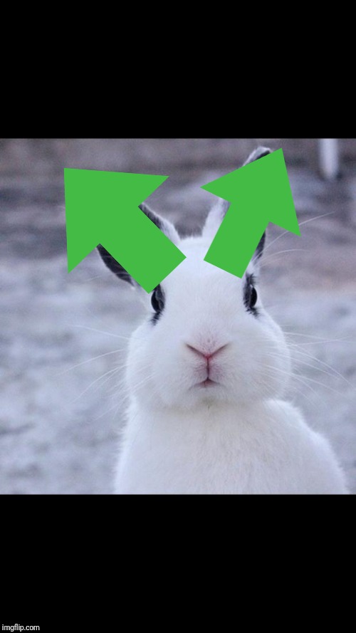 Rabbit | image tagged in rabbit | made w/ Imgflip meme maker