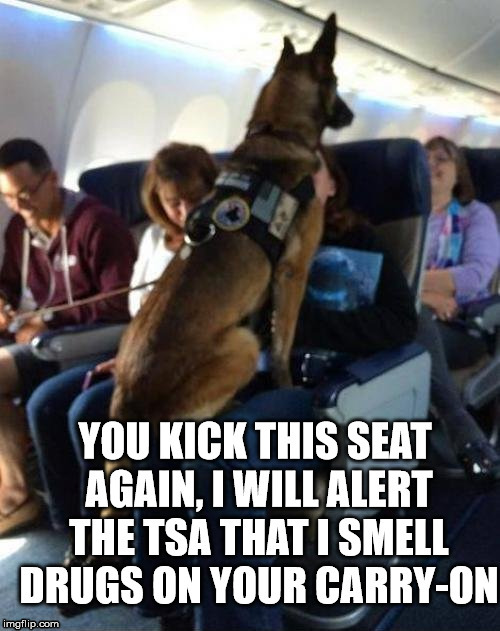 Don't mess with drug dogs | image tagged in frontpage | made w/ Imgflip meme maker
