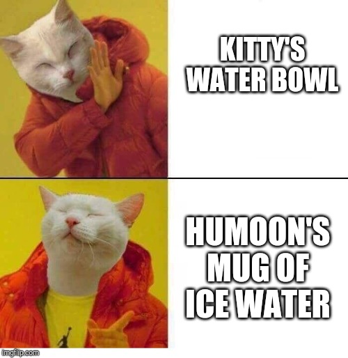 cat drake | KITTY'S WATER BOWL; HUMOON'S MUG OF ICE WATER | image tagged in cat drake | made w/ Imgflip meme maker