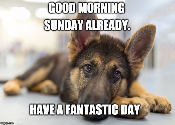good morning | SUNDAY ALREADY. GOOD MORNING; HAVE A FANTASTIC DAY | image tagged in puppy german shepherd,cute puppy,sunday morning,memes,cute puppies | made w/ Imgflip meme maker