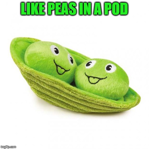 peas in a pod | LIKE PEAS IN A POD | image tagged in peas in a pod | made w/ Imgflip meme maker