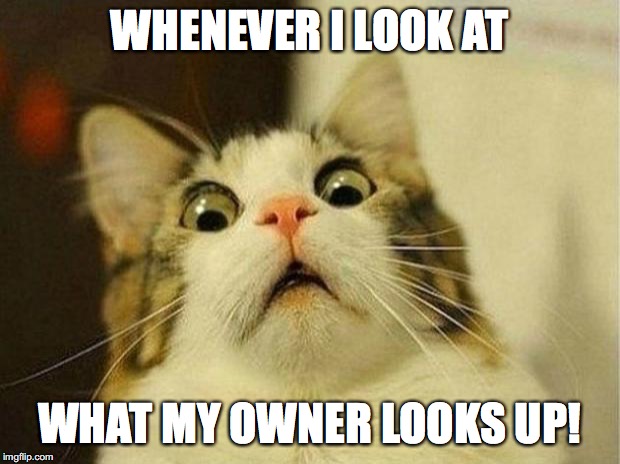 The nasty stuff is all over the internet! | WHENEVER I LOOK AT; WHAT MY OWNER LOOKS UP! | image tagged in memes,scared cat | made w/ Imgflip meme maker