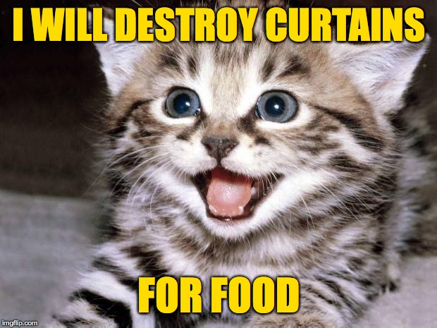 Uber Cute Cat | I WILL DESTROY CURTAINS; FOR FOOD | image tagged in uber cute cat,memes,cheap labor | made w/ Imgflip meme maker