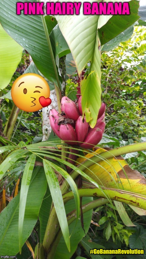 In the Deep Jungle | #GoBananaRevolution | image tagged in banana,gobananarevolution | made w/ Imgflip meme maker