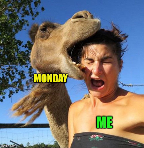 Yeah I’ve got the hump about it | MONDAY; ME | image tagged in camel bite,monday mornings,i hate you,go away,frontpage | made w/ Imgflip meme maker
