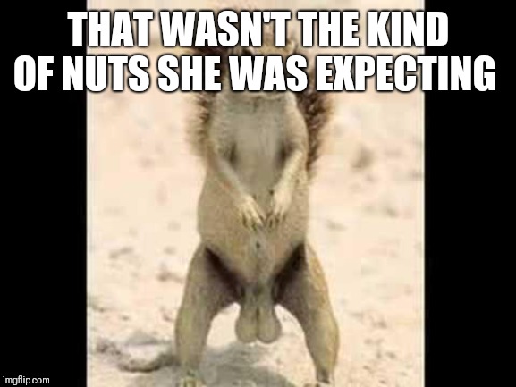 Squirrel nuts | THAT WASN'T THE KIND OF NUTS SHE WAS EXPECTING | image tagged in squirrel nuts | made w/ Imgflip meme maker