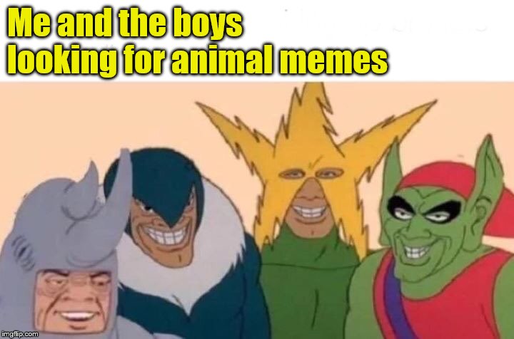 Me And The Boys | Me and the boys looking for animal memes | image tagged in memes,me and the boys | made w/ Imgflip meme maker