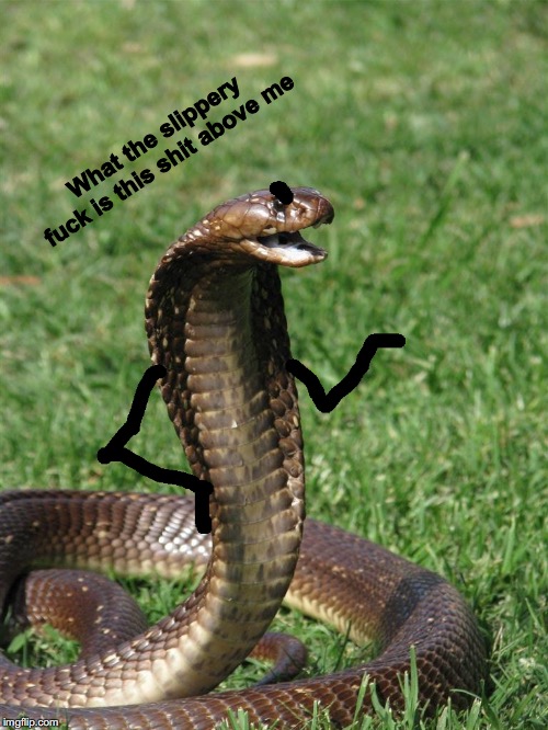 adding arms and eyebrows to snakes turns them to sassy little a**holes | What the slippery fuck is this shit above me | image tagged in noodle,angry noodle | made w/ Imgflip meme maker