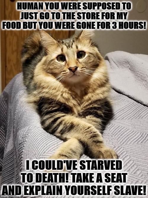 EXPLAIN YOURSELF | HUMAN YOU WERE SUPPOSED TO JUST GO TO THE STORE FOR MY FOOD BUT YOU WERE GONE FOR 3 HOURS! I COULD'VE STARVED TO DEATH! TAKE A SEAT AND EXPLAIN YOURSELF SLAVE! | image tagged in explain yourself | made w/ Imgflip meme maker