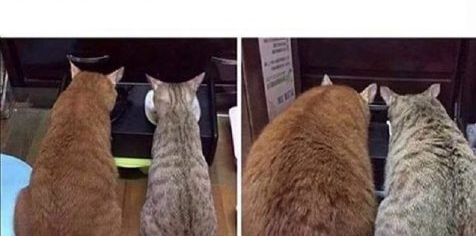 Before after cats Blank Meme Template