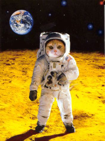 High Quality First cat on the moon Blank Meme Template