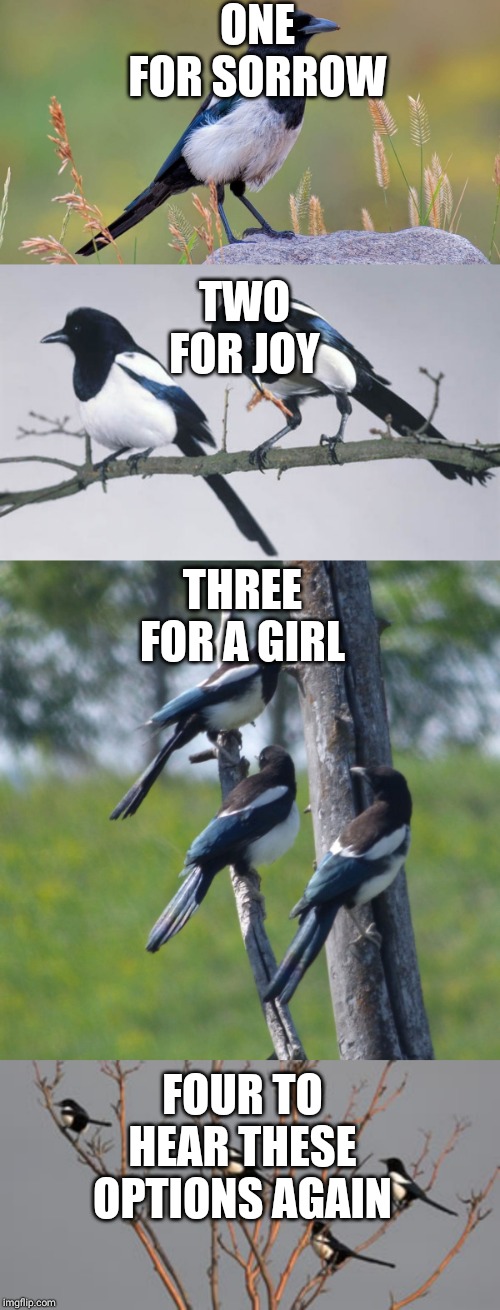 Magpie superstition | ONE FOR SORROW; TWO FOR JOY; THREE FOR A GIRL; FOUR TO HEAR THESE OPTIONS AGAIN | image tagged in funny animals | made w/ Imgflip meme maker