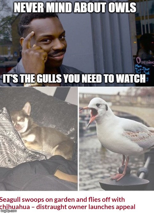 20 JULY 2019 DEVON, ENGLAND - STILL SEARCHING | NEVER MIND ABOUT OWLS; IT'S THE GULLS YOU NEED TO WATCH | image tagged in gull,dog,snatched | made w/ Imgflip meme maker