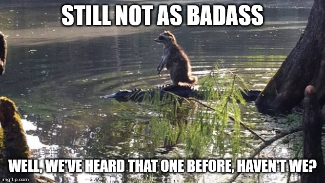 raccoon-alligator-riding | STILL NOT AS BADASS WELL, WE'VE HEARD THAT ONE BEFORE, HAVEN'T WE? | image tagged in raccoon-alligator-riding | made w/ Imgflip meme maker