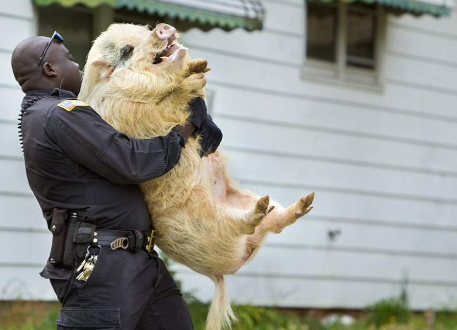 Hairy pig carried by black police man Blank Meme Template