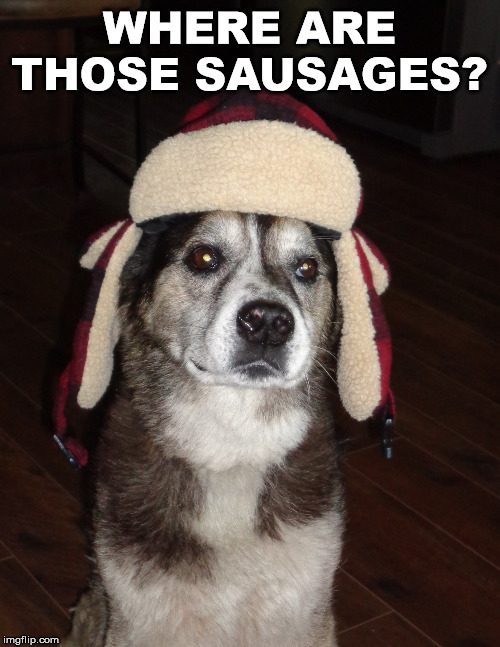 hunting dog | WHERE ARE THOSE SAUSAGES? | image tagged in hunting dog | made w/ Imgflip meme maker