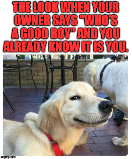 The I am a good boy look | THE LOOK WHEN YOUR OWNER SAYS "WHO'S A GOOD BOY" AND YOU ALREADY KNOW IT IS YOU. | image tagged in dogs,that look,cute dog,funny meme | made w/ Imgflip meme maker