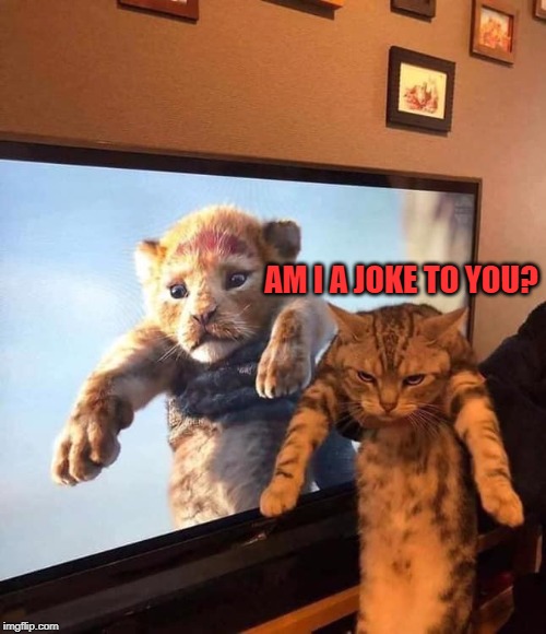 AM I A JOKE TO YOU? | image tagged in cats,the lion king,memes | made w/ Imgflip meme maker