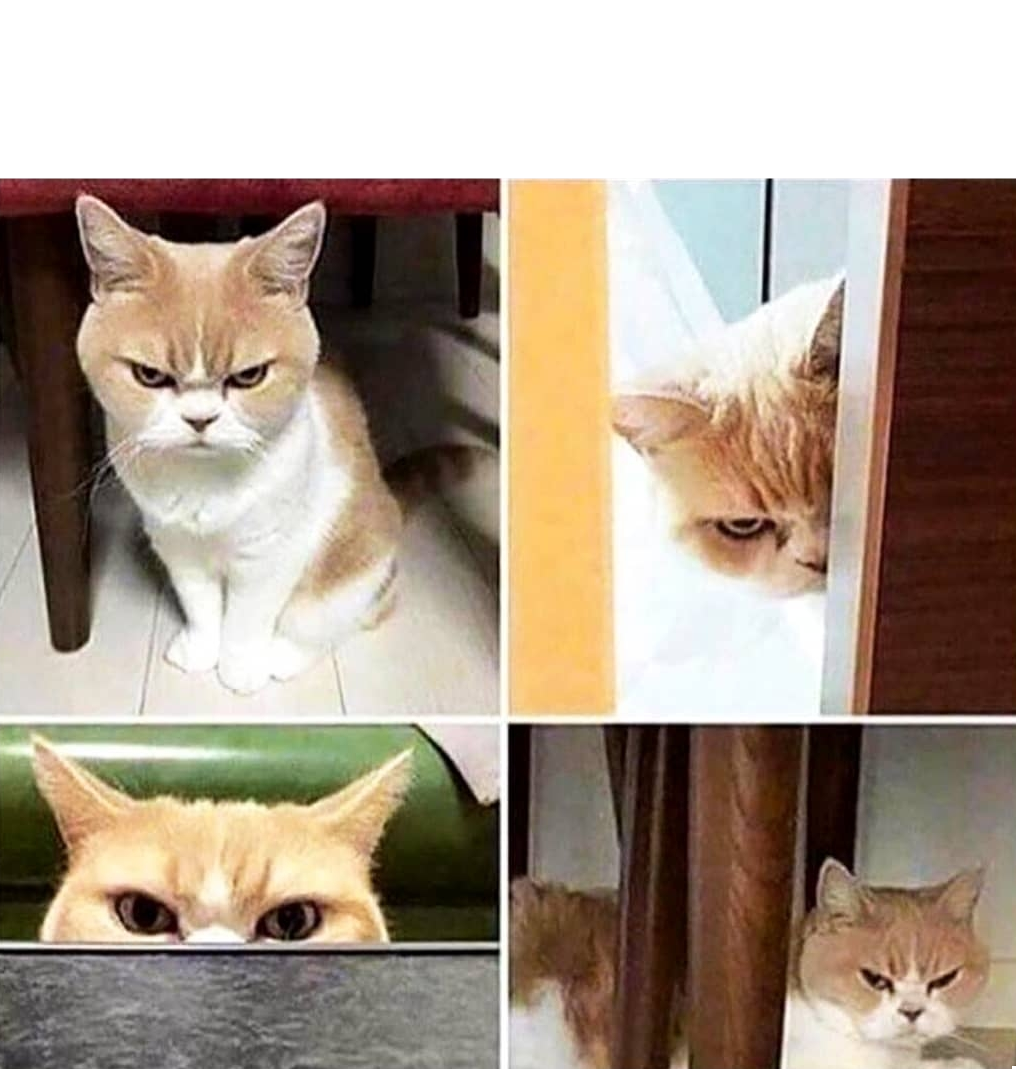 Angry cat Blank Meme Template