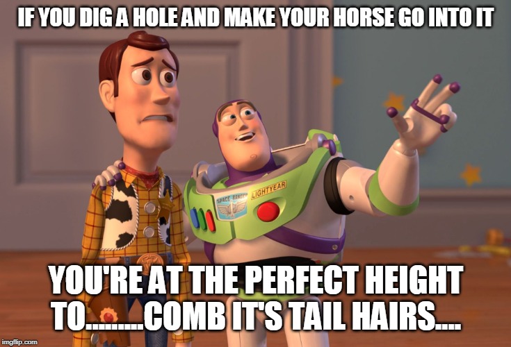 X, X Everywhere Meme | IF YOU DIG A HOLE AND MAKE YOUR HORSE GO INTO IT; YOU'RE AT THE PERFECT HEIGHT TO.........COMB IT'S TAIL HAIRS.... | image tagged in memes,x x everywhere | made w/ Imgflip meme maker