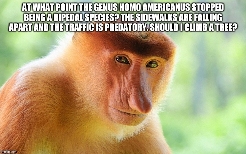 nosacz monkey | AT WHAT POINT THE GENUS HOMO AMERICANUS STOPPED BEING A BIPEDAL SPECIES? THE SIDEWALKS ARE FALLING APART AND THE TRAFFIC IS PREDATORY. SHOULD I CLIMB A TREE? | image tagged in nosacz monkey | made w/ Imgflip meme maker