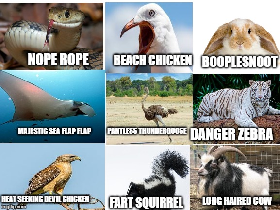 Blank White Template | BEACH CHICKEN; BOOPLESNOOT; NOPE ROPE; PANTLESS THUNDERGOOSE; MAJESTIC SEA FLAP FLAP; DANGER ZEBRA; HEAT SEEKING DEVIL CHICKEN; LONG HAIRED COW; FART SQUIRREL | image tagged in blank white template | made w/ Imgflip meme maker