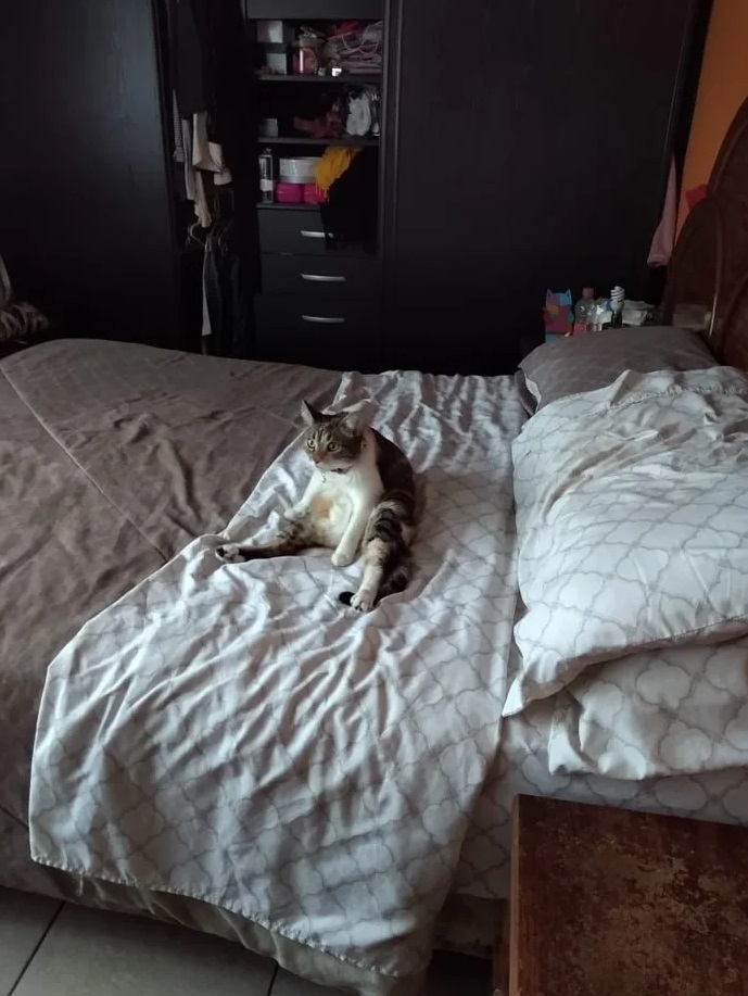 High Quality Cat on the bed Blank Meme Template