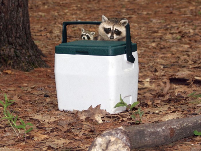 Racoons on a cooler Blank Meme Template