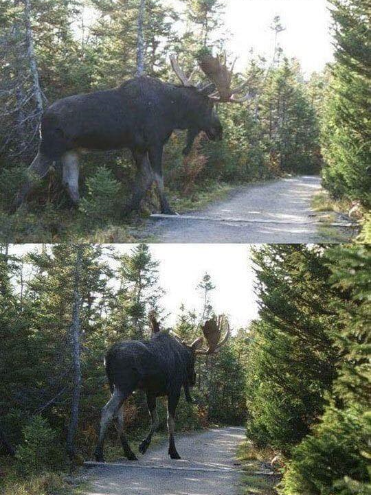 moose crossing Blank Meme Template