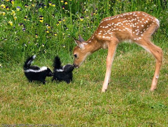 deer and skunks Blank Meme Template