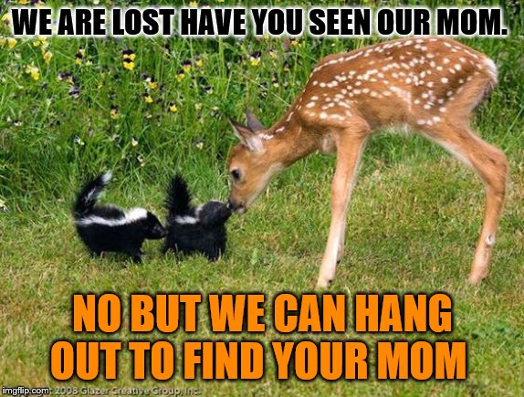 we are lost | WE ARE LOST HAVE YOU SEEN OUR MOM. NO BUT WE CAN HANG OUT TO FIND YOUR MOM | image tagged in deer and skunks,that moment when,deer,memes,cute animals | made w/ Imgflip meme maker