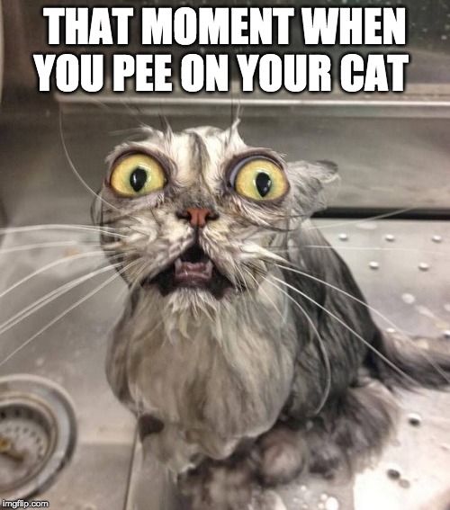 That Moment When You Pee On Your Cat | THAT MOMENT WHEN YOU PEE ON YOUR CAT | image tagged in cats,pee | made w/ Imgflip meme maker