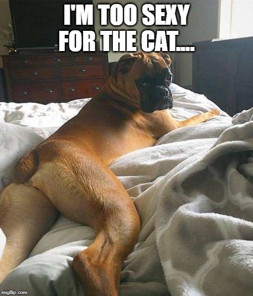 Presenting? | I'M TOO SEXY FOR THE CAT.... | image tagged in funny dogs | made w/ Imgflip meme maker