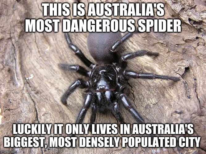 everywhere else only has to deal with snakes, other spiders, kangaroos, cassowaries and other not as dangerous animals | THIS IS AUSTRALIA'S MOST DANGEROUS SPIDER; LUCKILY IT ONLY LIVES IN AUSTRALIA'S BIGGEST, MOST DENSELY POPULATED CITY | image tagged in meanwhile in australia,sydney,memes,dank memes,spiders,dangerous | made w/ Imgflip meme maker