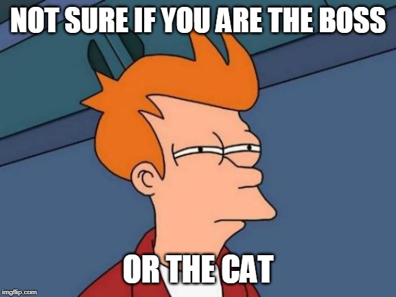 Futurama Fry Meme | NOT SURE IF YOU ARE THE BOSS OR THE CAT | image tagged in memes,futurama fry | made w/ Imgflip meme maker