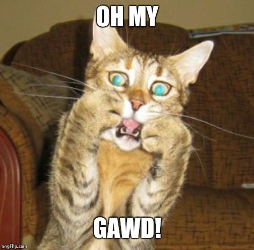 Scared cat | OH MY GAWD! | image tagged in scared cat | made w/ Imgflip meme maker