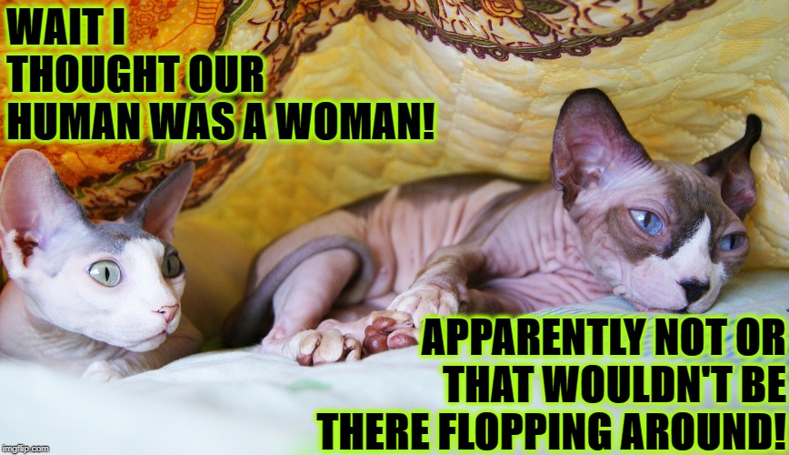 WHAT'S OUR HUMAN | WAIT I THOUGHT OUR HUMAN WAS A WOMAN! APPARENTLY NOT OR THAT WOULDN'T BE THERE FLOPPING AROUND! | image tagged in what's our human | made w/ Imgflip meme maker