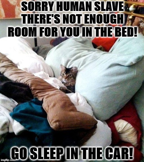 NOT ENOUGH ROOM | SORRY HUMAN SLAVE THERE'S NOT ENOUGH ROOM FOR YOU IN THE BED! GO SLEEP IN THE CAR! | image tagged in not enough room | made w/ Imgflip meme maker