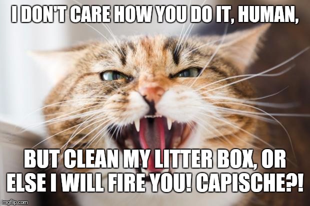 I DON'T CARE HOW YOU DO IT, HUMAN, BUT CLEAN MY LITTER BOX, OR ELSE I WILL FIRE YOU! CAPISCHE?! | I DON'T CARE HOW YOU DO IT, HUMAN, BUT CLEAN MY LITTER BOX, OR ELSE I WILL FIRE YOU! CAPISCHE?! | image tagged in a angry cat,memes | made w/ Imgflip meme maker